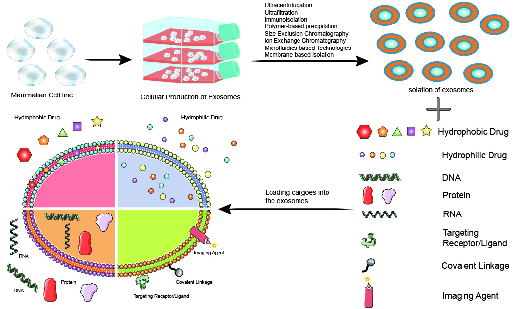 Functional mechanism of PROTACs.